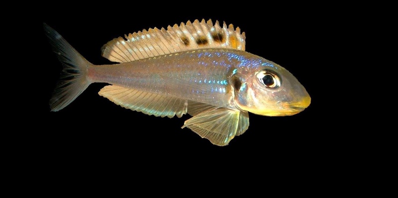 Xenotilapia sp. 'bathyphilus yellow' Kekese